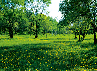 肇源縣民意大廟榆林公園