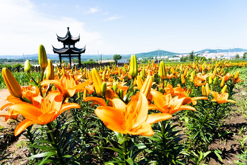 黑龍江雙鴨山：紫云花正濃 百合惹人醉