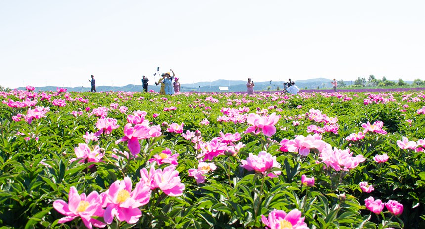 黑龍江雙鴨山：紫云花正濃 百合惹人醉