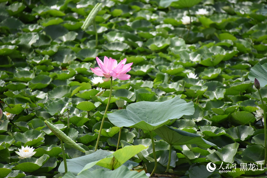 黑龍江方正縣：夏日湖上 蓮荷“斗”艷