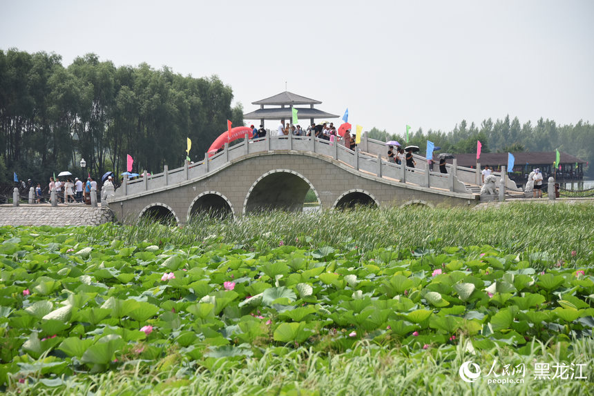 黑龍江方正縣：夏日湖上 蓮荷“斗”艷