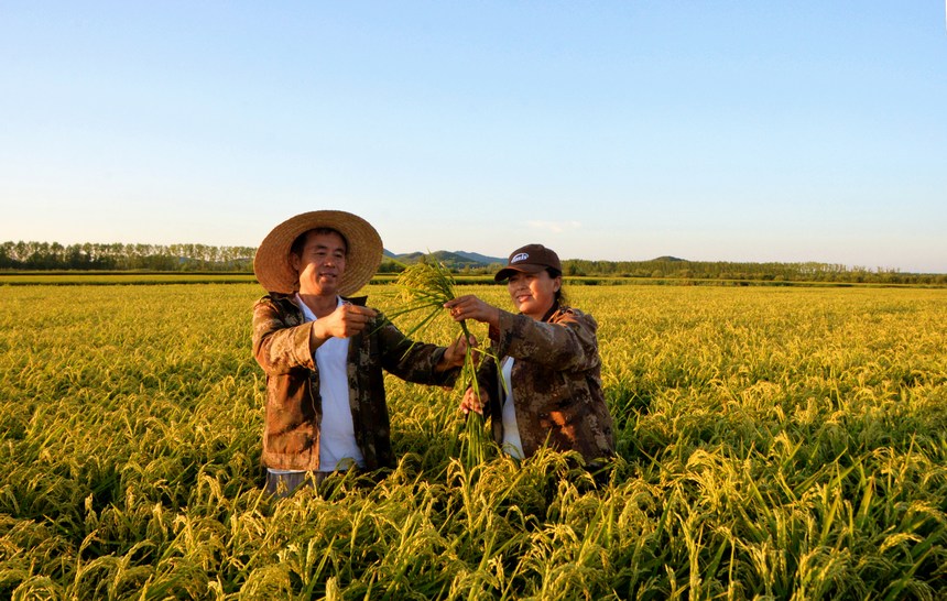 種植戶趙廣林與妻子在查看水稻長勢。