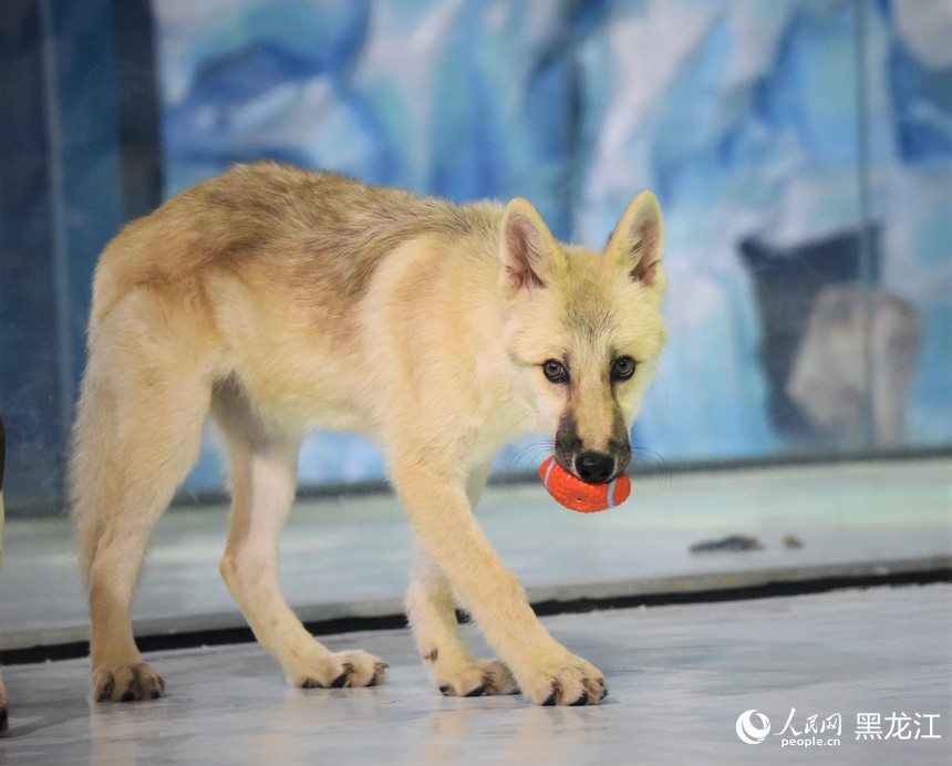 世界首只“克隆北極狼”亮相哈爾濱極地公園