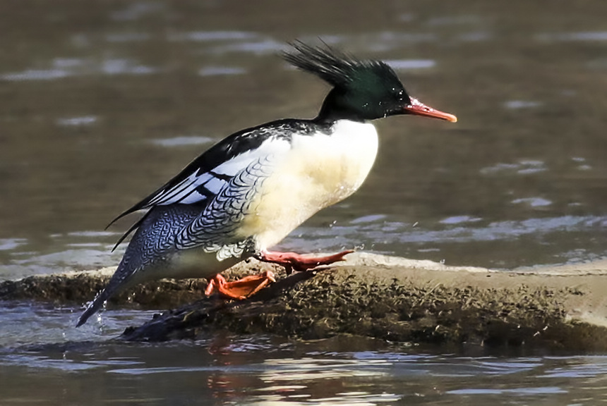 黑龍江：鳥中“大熊貓”中華秋沙鴨頻頻光顧海浪河