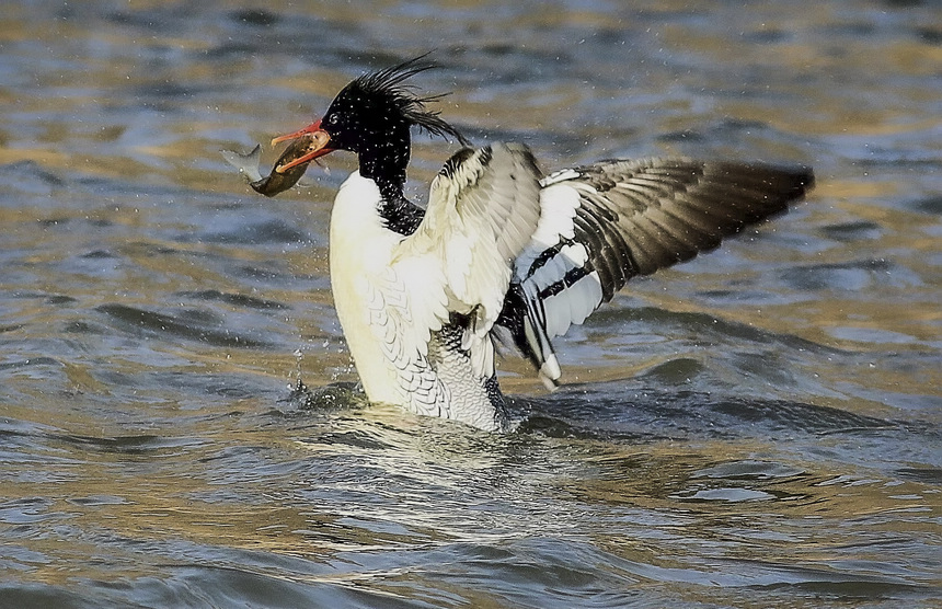 黑龍江：鳥中“大熊貓”中華秋沙鴨頻頻光顧海浪河