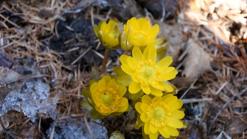 黑龍江牡丹江：冰凌花破冰綻放