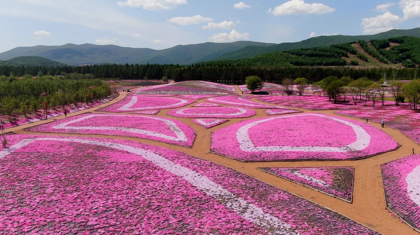 黑龍江寶清：芝櫻花綻放迎客來