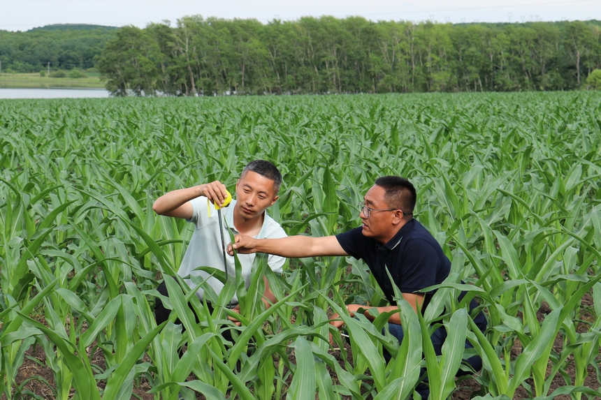 北大荒集團(tuán)友誼農(nóng)場(chǎng)科技人員深入田間地頭實(shí)地查看玉米苗情長(zhǎng)勢(shì)及病蟲害情況，及時(shí)引導(dǎo)種植戶開展“夏管”作業(yè)。周立軍攝