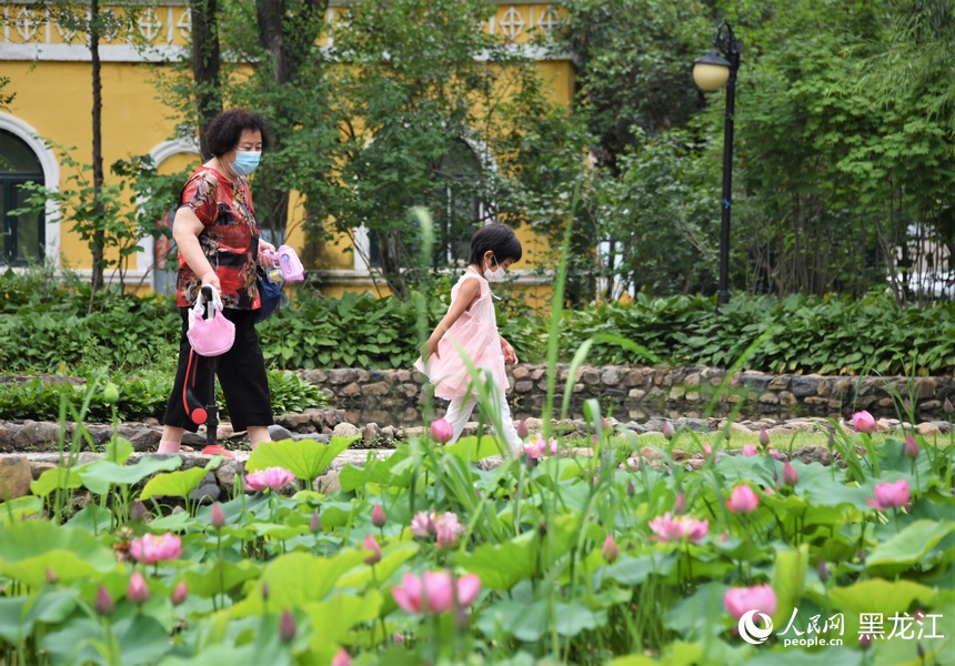 哈爾濱：夏日荷花始盛開