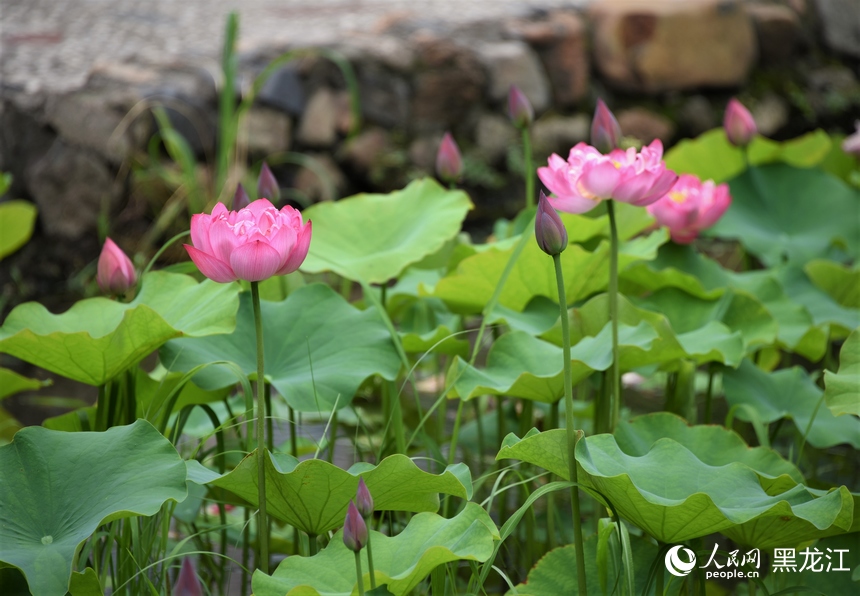 哈爾濱：夏日荷花始盛開