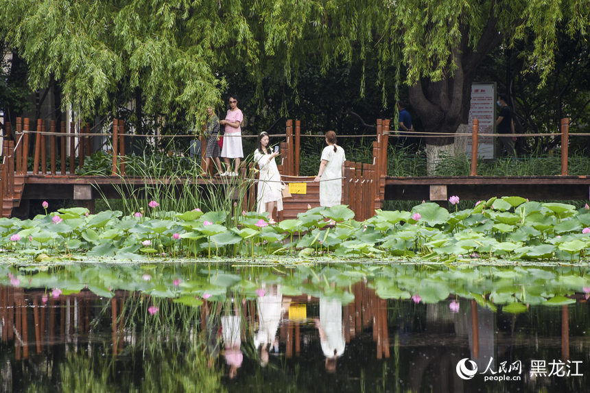 哈爾濱：“荷”以消夏