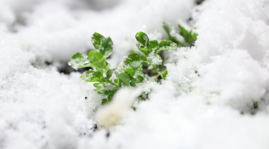 黑龍江漠河迎來入秋以來第一場雪