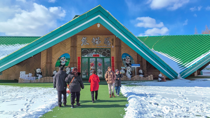 在黑龍江亞布力看大熊貓雪地“撒歡兒”