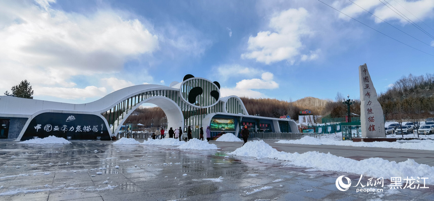 在黑龍江亞布力看大熊貓雪地“撒歡兒”