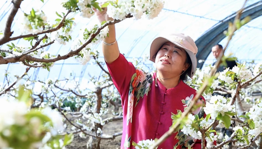 黑龍江樺南：櫻桃花迎春綻放