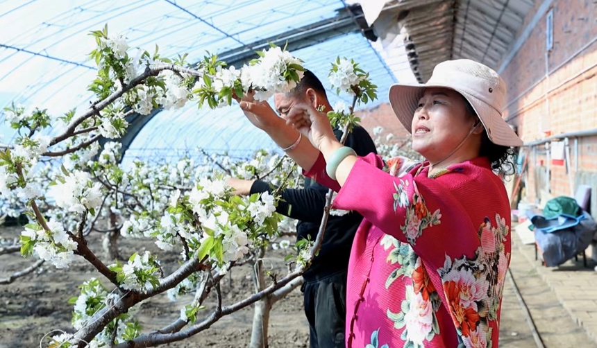 黑龍江樺南：櫻桃花迎春綻放