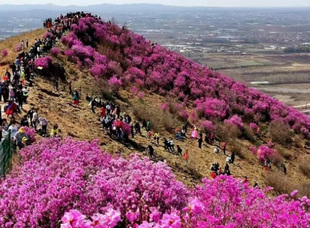 鐵力桃山花海旅游文化活動周啟動