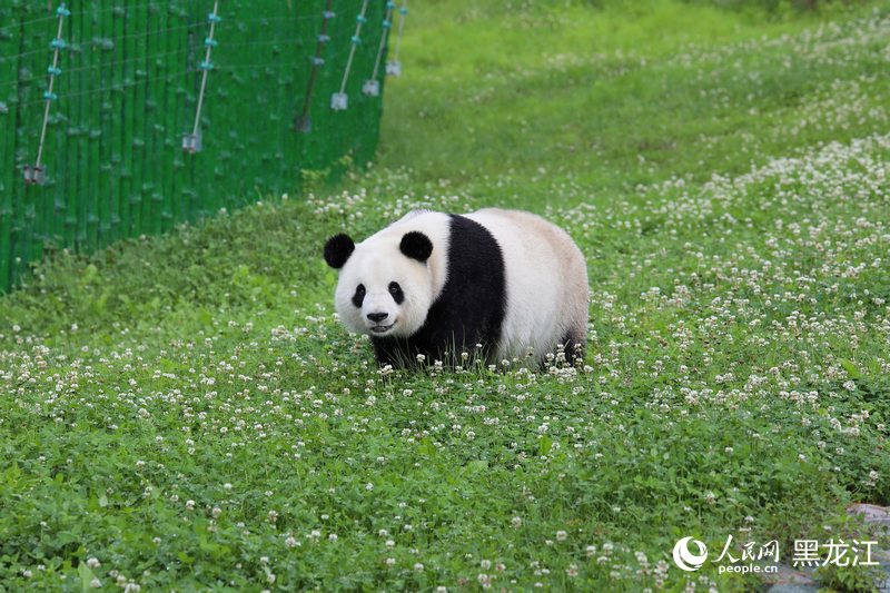 掛葫蘆、吃粽子 在亞布力看大熊貓“粽”享端午