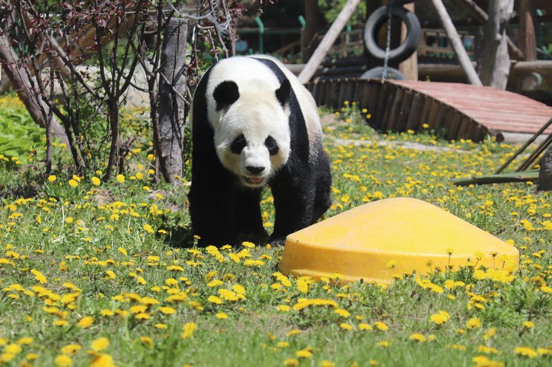 掛葫蘆、吃粽子 在亞布力看大熊貓“粽”享端午