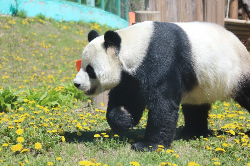 掛葫蘆、吃粽子 在亞布力看大熊貓“粽”享端午