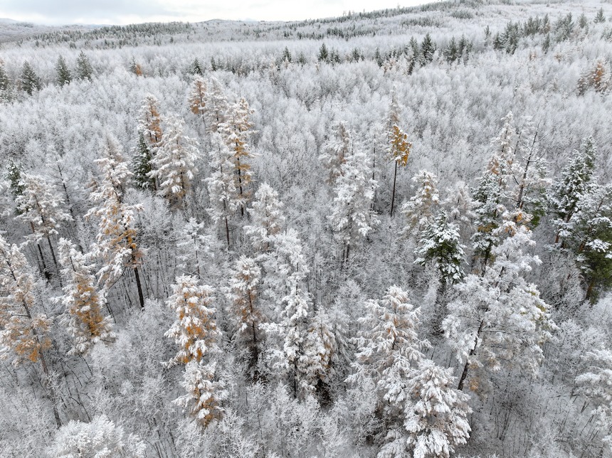 黑龍江漠河：冷空氣帶來降雪 秋冬兩季美景同現(xiàn)